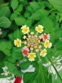 Close-up of flowering plant