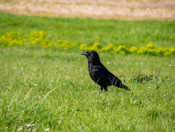 Black bird on a field