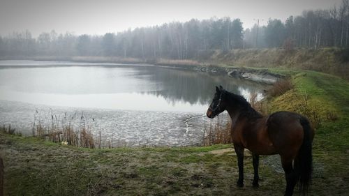 Horse standing on field by lake during winter