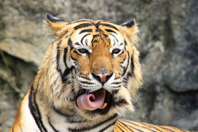 Close-up portrait of a tiger