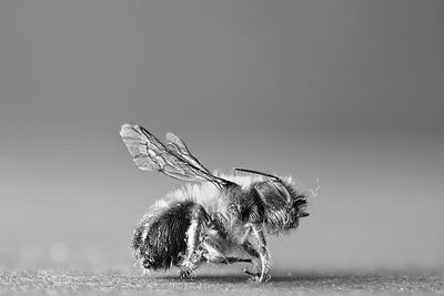 Close-up of bee on the wall