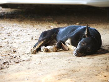 Black dog lying on a land