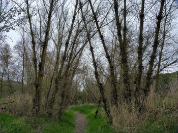 Bare trees on field against sky