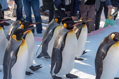 High angle view of penguins on snow