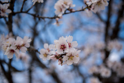 Close-up of cherry blossom