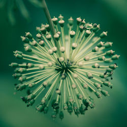 High angle view of flowering plant