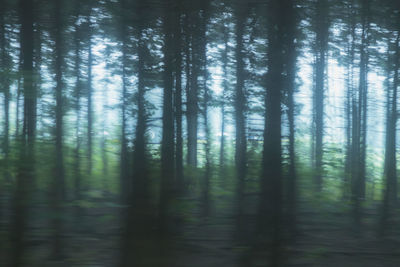 Trees in forest