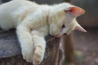 Close-up of kitten relaxing outdoors