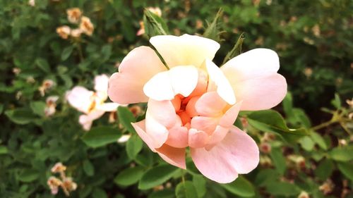 Close-up of white flower blooming outdoors