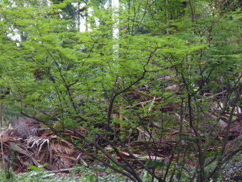 Trees in forest