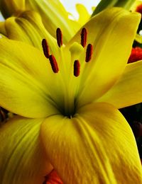 Macro shot of yellow flower