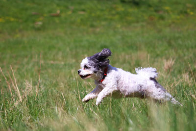 Bolonka zwetna running on grassy field