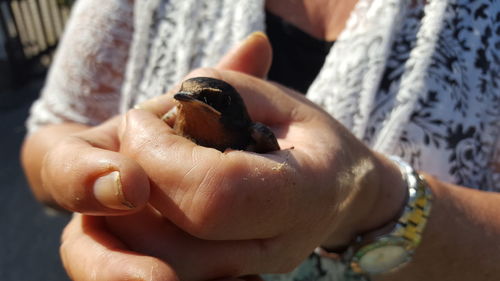 Close-up of hand holding bird