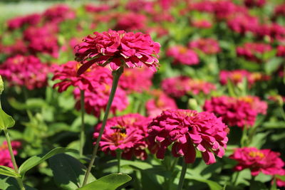 Close-up of pink flowering plant