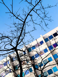 Low angle view of bare tree and building against sky