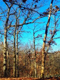 Low angle view of bare trees in forest