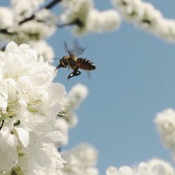 Close-up of bee on flower