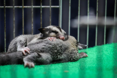 Close-up of a cat sleeping