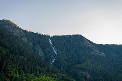 Panoramic view of pine trees against sky