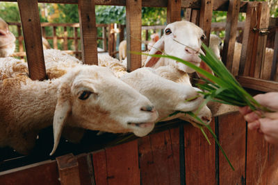 Sheep on field