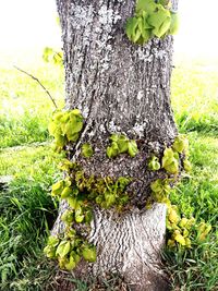 Close-up of lichen on tree trunk