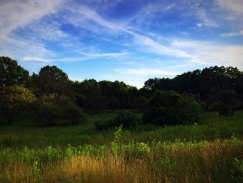 Scenic view of grassy field against cloudy sky