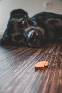 Close-up of a dog lying on floor