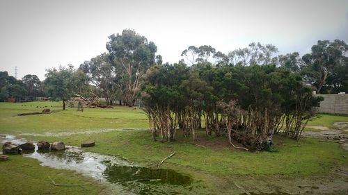 Trees on grassy field