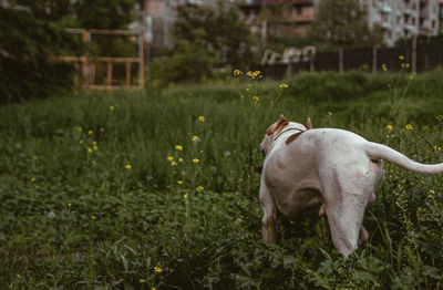 Dog standing in field