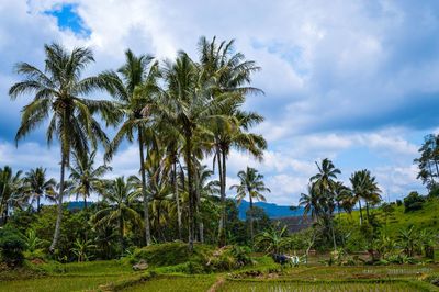 Scenic view of palm trees on landscape against sky