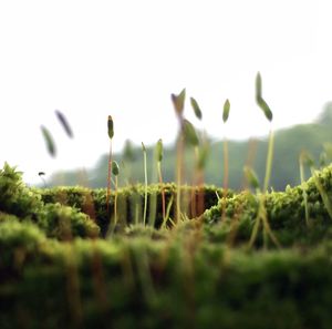 Plants growing on grassy field