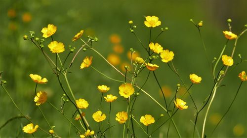 Close-up of yellow flowering plants on field