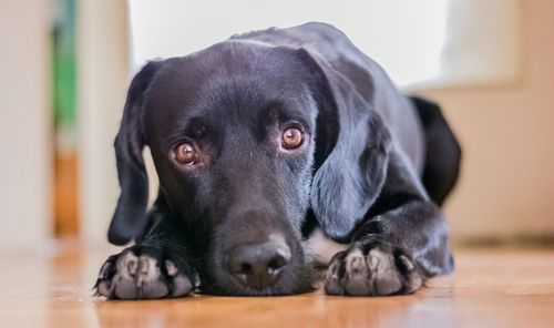 Close-up portrait of dog