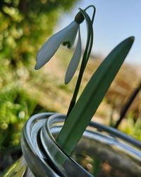 Close-up of white flowering plant