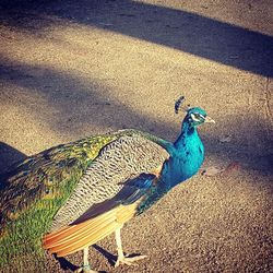 High angle view of peacock