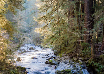 Stream flowing through forest