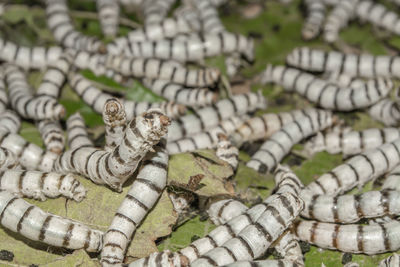 High angle view of silkworms on leaves