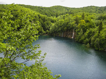 Scenic view of river amidst trees in forest