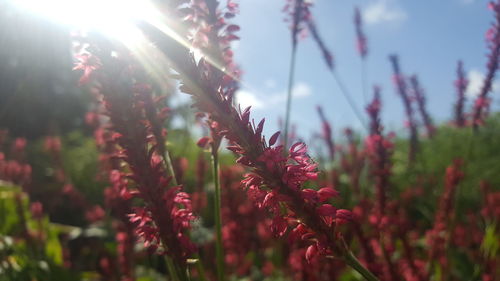 Close-up of pink flowers