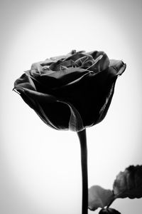 Close-up of rose against white background