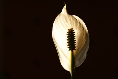 Close-up of flower over black background