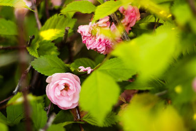 Close-up of pink flowers blooming outdoors