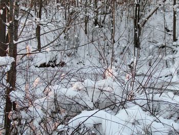 Bare trees in forest during winter