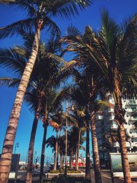 Low angle view of palm trees