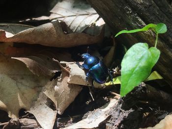 High angle view of insect on leaves