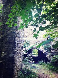 Plants growing on a wall