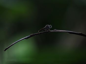 Close-up of grasshopper on plant