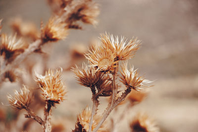 Close-up of dried plant