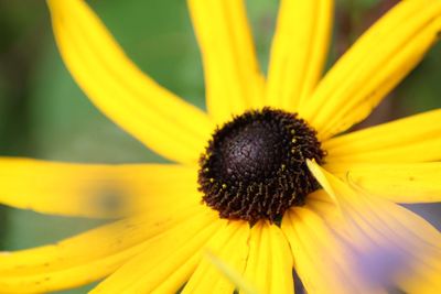 Close-up of yellow flower blooming outdoors