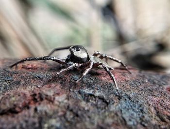 Close-up of spider on rock